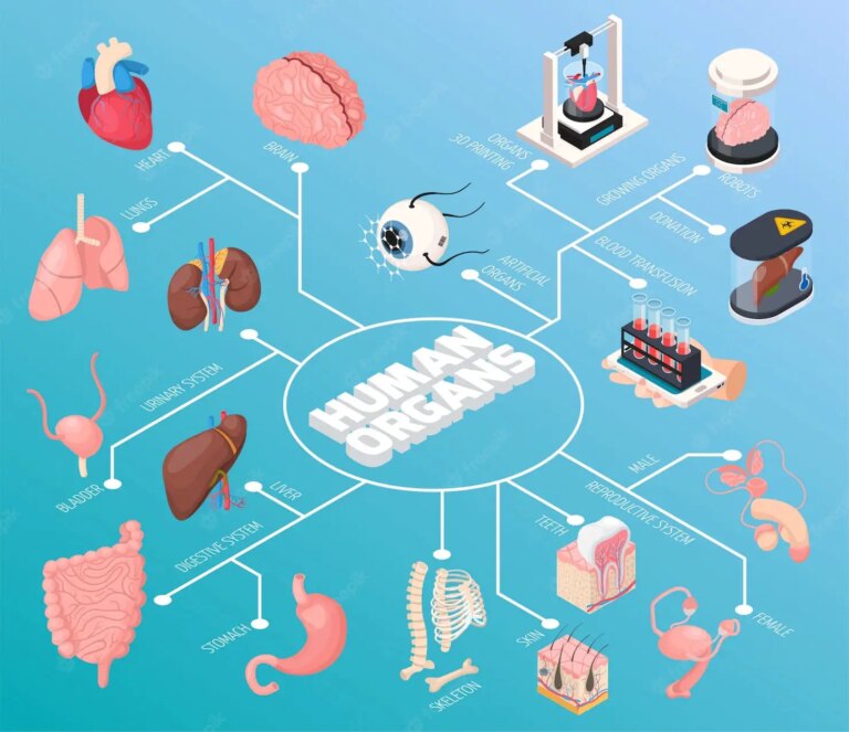 Как 3D-визуализация может улучшить медицинскую визуализацию и диагностику?
 | DeepTech