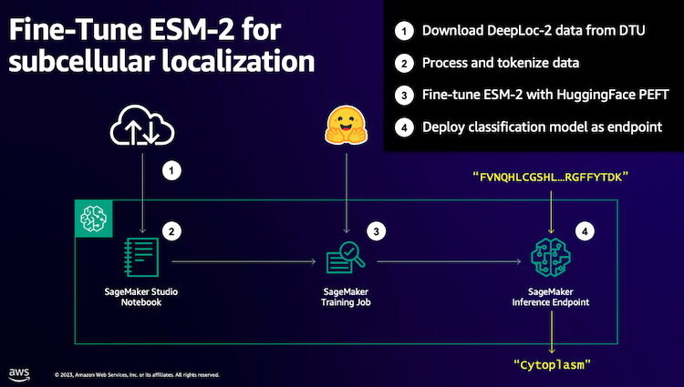 Эффективно настройте модель белкового языка ESM-2 с помощью Amazon SageMaker.
 | DeepTech